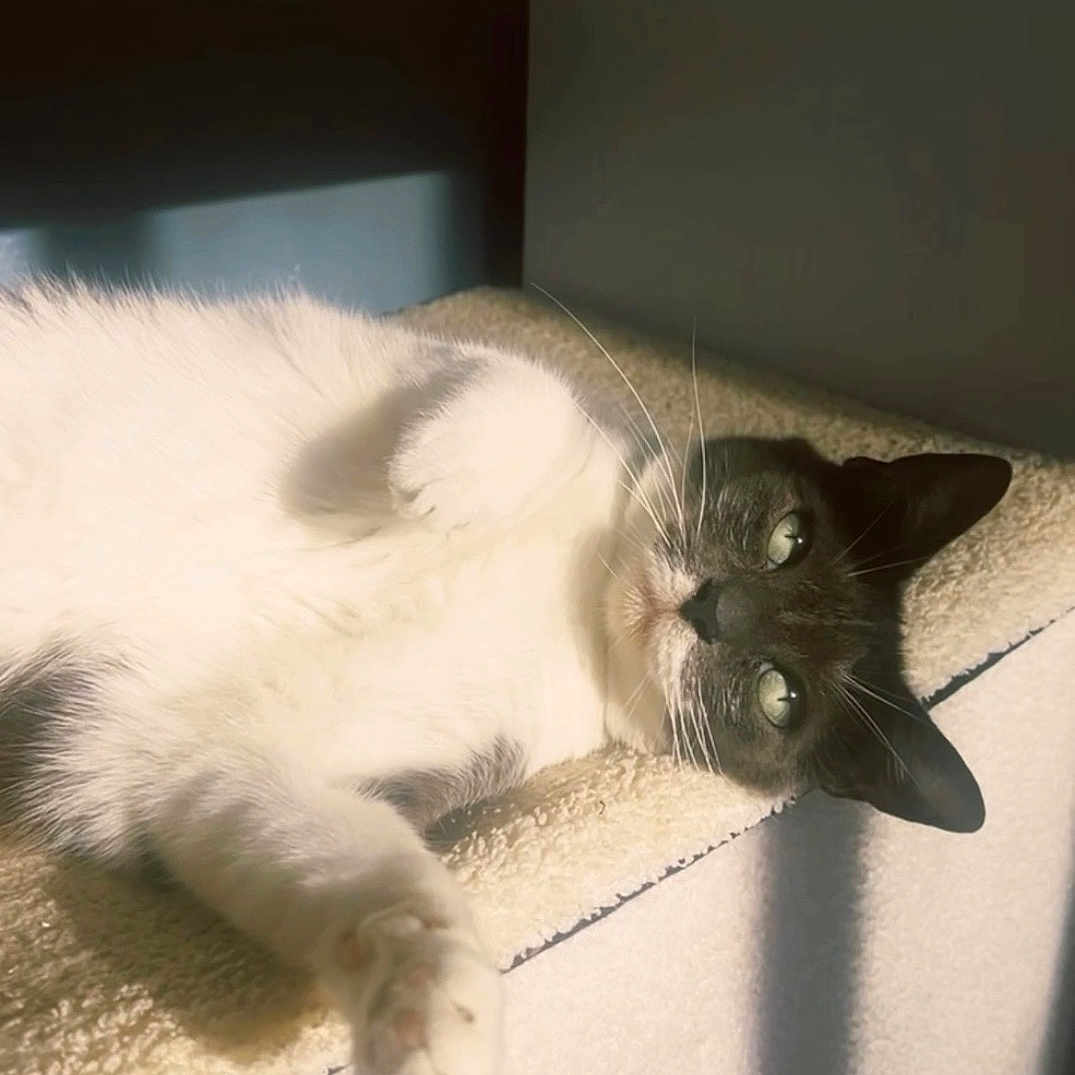 Frankie participe au concours pour gagner de l'argent avec cette photo : animal, cat, comfortable, cozy, cute, dark_face, feline, home, indoor, nap, paw, peaceful, pet, relaxed, resting, soft_surface, sunlight, whiskers, white_fur, window_shadow