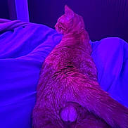 Arès a rejoint le concours — aidez-le/la à gagner de superbes lots ! cat, bed, fur, tail, purple_light, pink_light, relaxing, animal, pet, indoor, feline, cozy, resting, soft, blanket, domestic, mammal, sleepy, warm, comfort