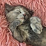 adorable, animal, cat, closeup, cozy, cute, domestic_cat, fluffy, fur, kitten, nap, paws, pet, pink_blanket, relaxed, resting, sleeping, small, soft, young