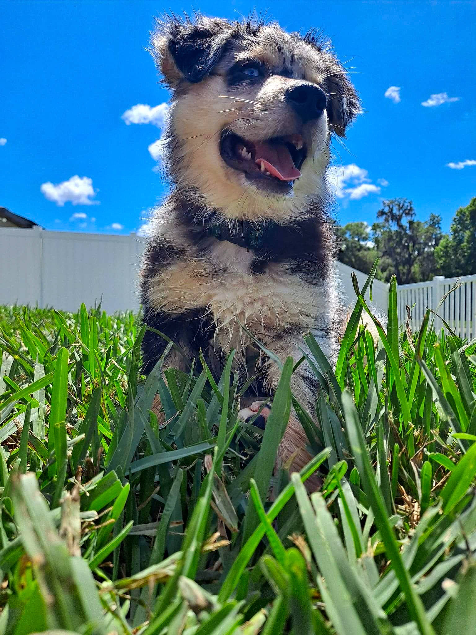 Ocean joined the competition — help win amazing prizes! carnivore, cloud, companion_dog, cumulus, dog, dog_breed, fang, grass, grass_family, grassland, people_in_nature, plant, sky, snout, sporting_group, terrestrial_animal, tree, whiskers, wildlife, working_animal