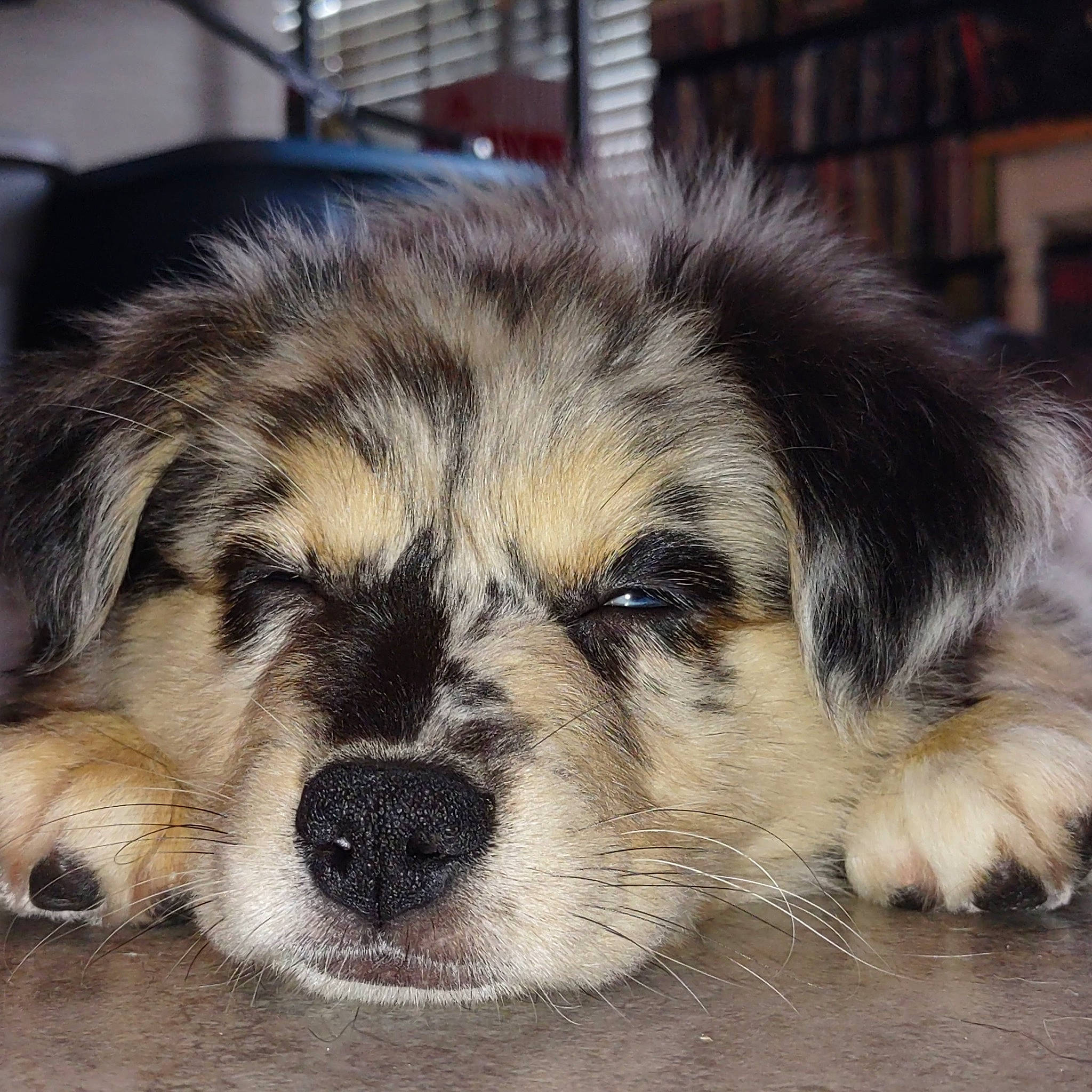 Ocean joined the competition — help win amazing prizes! ancient_dog_breeds, canidae, carnivore, companion_dog, dog, dog_breed, fawn, flooring, fur, paw, puppy, puppy_love, sleep, snout, sporting_group, terrestrial_animal, toy_dog, whiskers, working_animal, working_dog