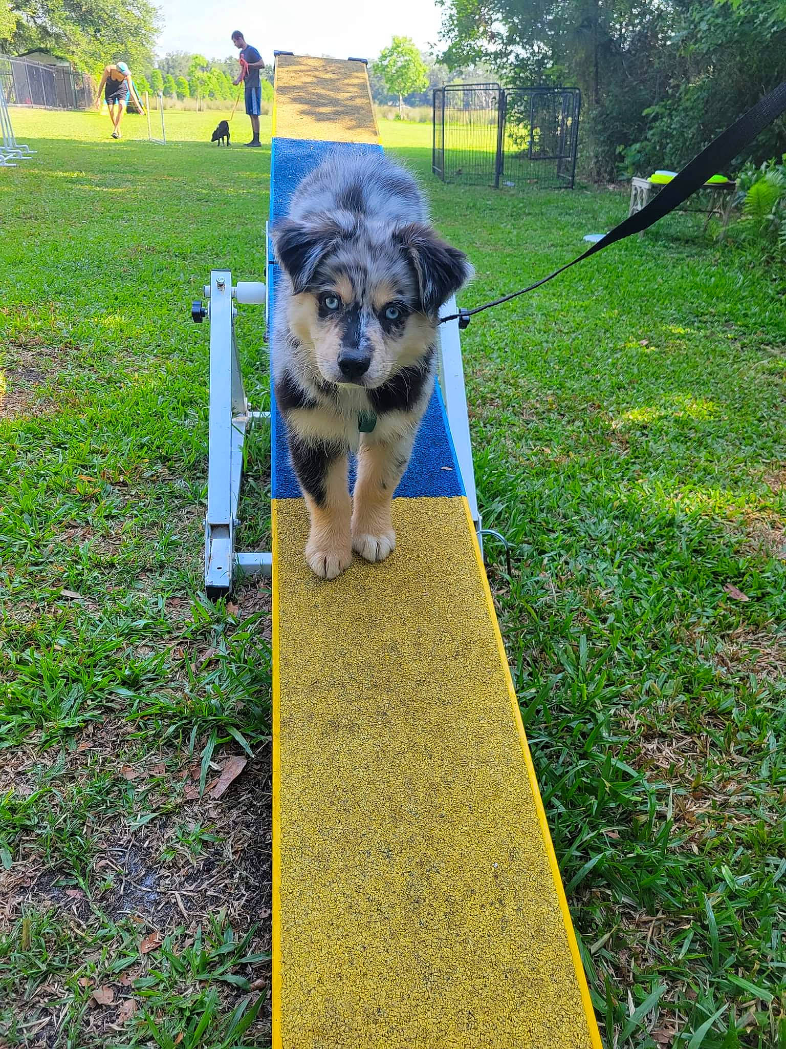 Ocean joined the competition — help win amazing prizes! art, canidae, carnivore, companion_dog, dog, dog_breed, garden, grass, grassland, green, groundcover, herding_dog, landscaping, lawn, plant, sky, sporting_group, tree, working_animal, working_dog