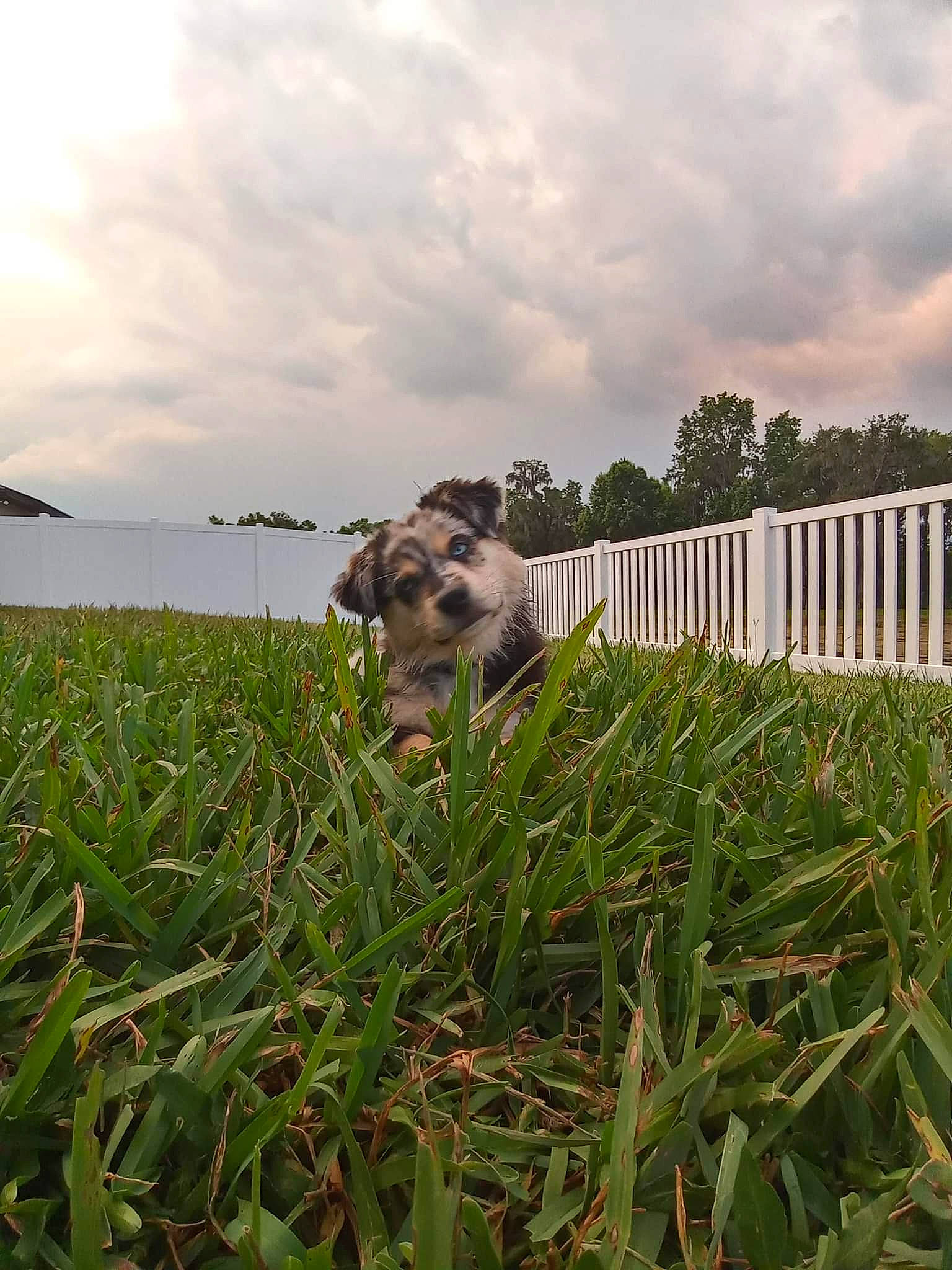 Ocean joined the competition — help win amazing prizes! agriculture, carnivore, cloud, companion_dog, dog, dog_breed, fawn, fence, field, grass, grass_family, grassland, landscape, meadow, plant, prairie, sky, tree, vegetation, working_animal