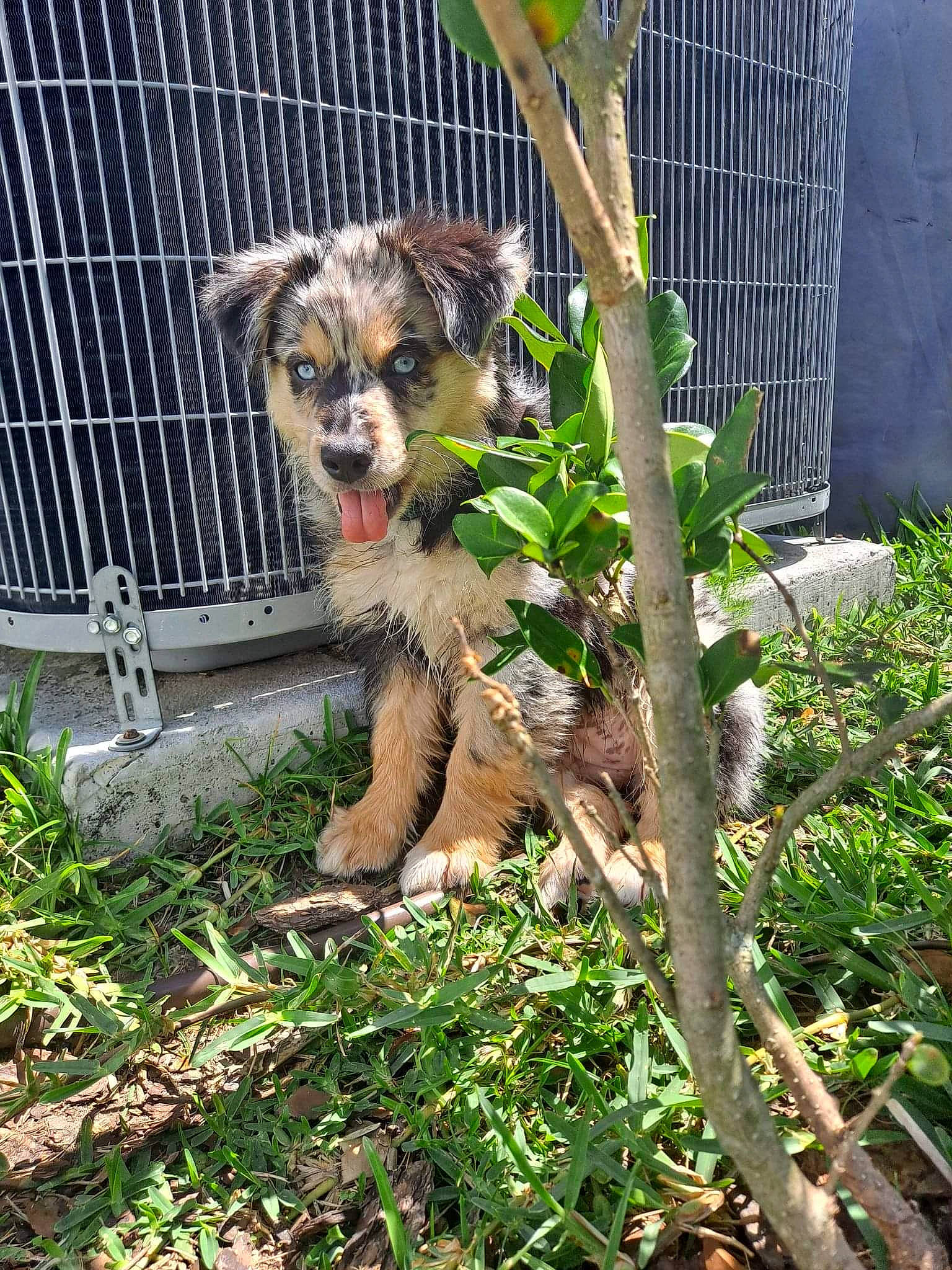 Ocean is registered to the contest to win money with this photo: canidae, carnivore, chain_link_fencing, companion_dog, dog_breed, fawn, felidae, fence, fur, grass, marsupial, mesh, pet_supply, plant, snout, tail, terrestrial_animal, whiskers, wildlife, wire_fencing