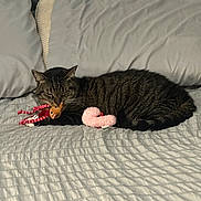 Sky joined the competition — help win amazing prizes! cat, tabby, bed, bedding, pillow, plush_toy, gray, striped, pet, indoor, sleepy, cute, animal, whiskers, fur, resting, cozy, claws, soft, domestic