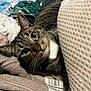 cat, tabby, pet, animal, feline, whiskers, cozy, blanket, clothing, texture, indoor, relaxed, curious, closeup, fur, resting, eyes, cute, snuggled, soft