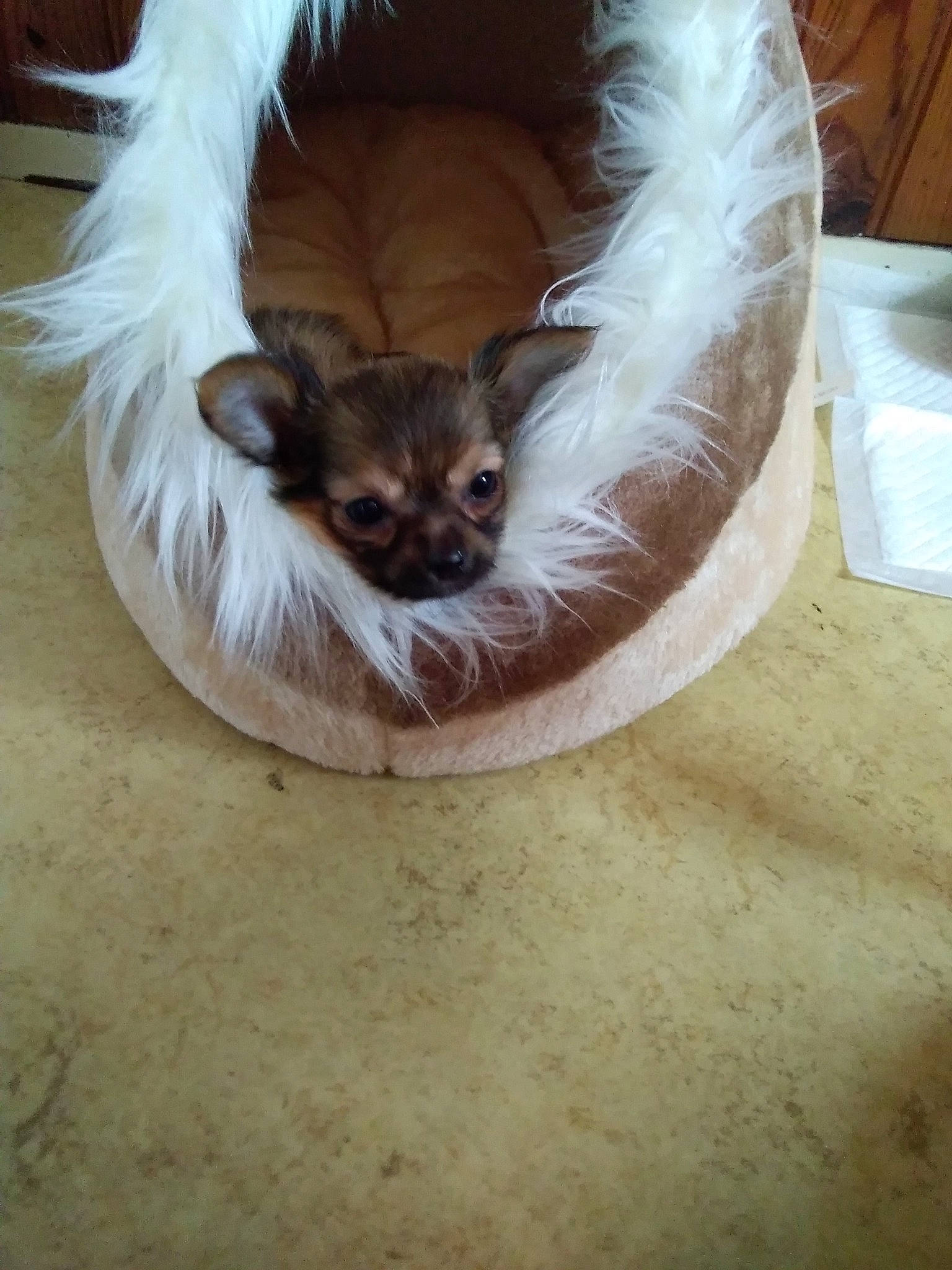 Yankee participe au concours pour gagner de l'argent avec cette photo : canidae, carnivore, cat, ear, fawn, fur, tail, whiskers