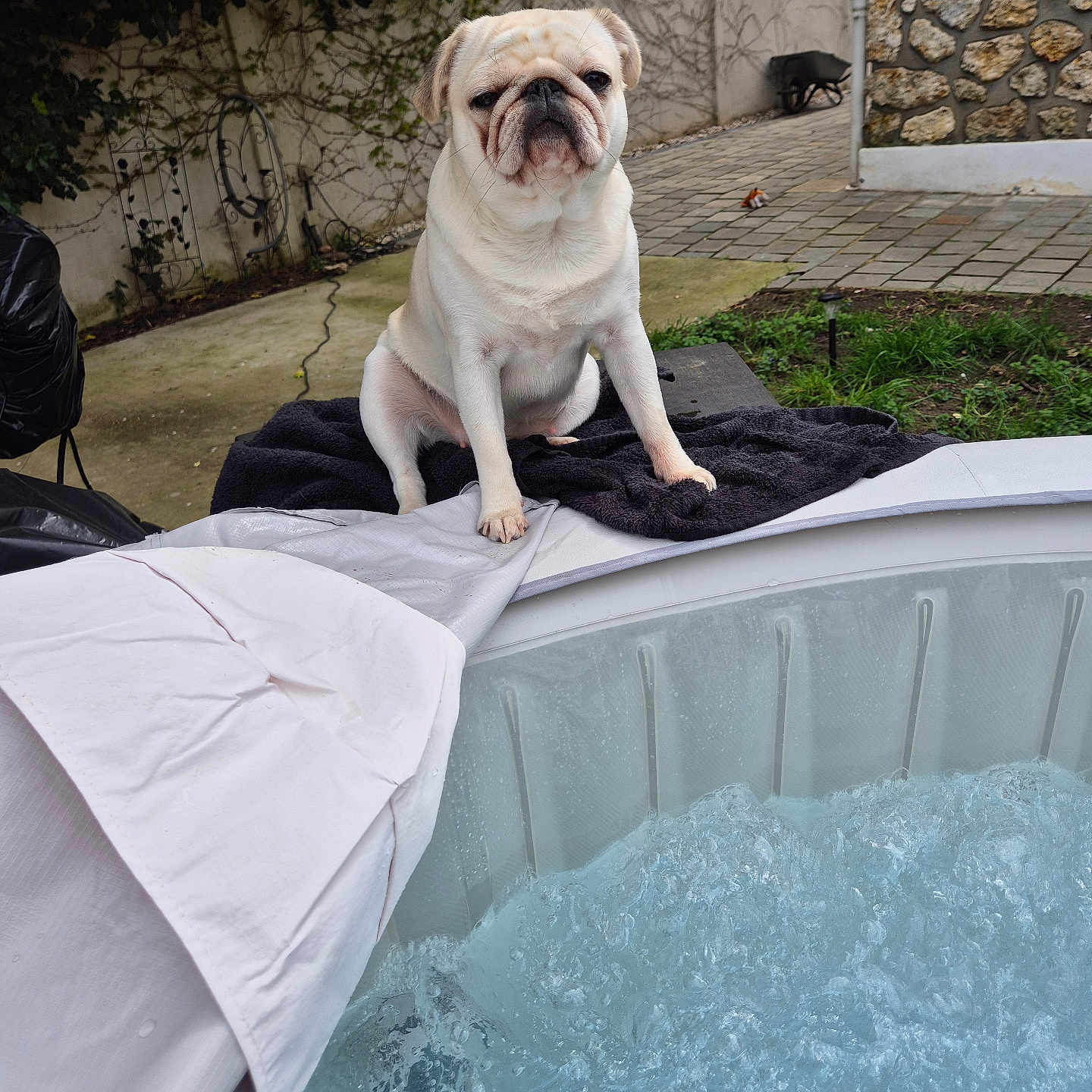 Tartine participe au concours pour gagner de l'argent avec cette photo : animal, backyard, bubbles, canine, concrete, dog, expression, face, fur, garden, greenery, hot_tub, outdoor, pet, pug, relaxation, sitting, stone_wall, towel, water
