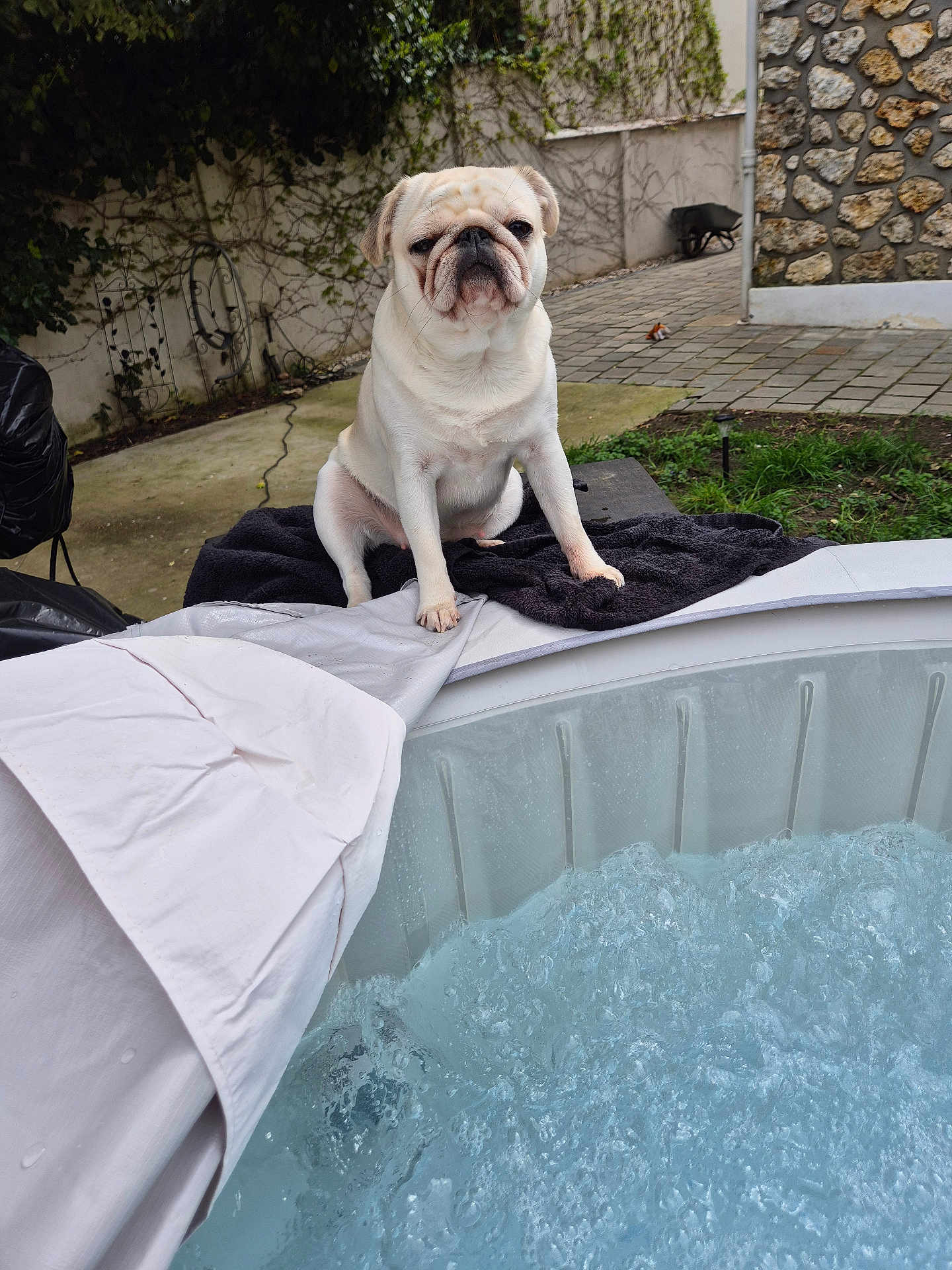 Tartine participe au concours pour gagner de l'argent avec cette photo : dog, pug, pet, animal, outdoor, hot_tub, water, bubbles, towel, backyard, stone_wall, greenery, concrete, expression, sitting, canine, fur, face, garden, relaxation