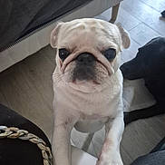 Tartine a rejoint le concours — aidez-le/la à gagner de superbes lots ! dog, pug, light_colored_dog, black_dog, indoor, floor, furniture, pet, animal, curious, paw, close_up, looking, canine, companion, domestic, cute, friend, resting, home