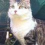Simba participe au concours pour gagner de l'argent avec cette photo :