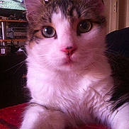 Simba participe au concours pour gagner de l'argent avec cette photo :