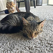 Shark is registered to the contest to win money with this photo: carpet, cat, close_up, cozy, decor, ears, face, fur, furniture, indoor, loaf, nose, pet, relaxed, sleeping, soft_texture, tabby_cat, table_leg, vase, whiskers