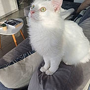 Loki participe au concours pour gagner de l'argent avec cette photo : cat, white_cat, pet, indoor, cushion, sofa, living_room, green_eyes, feline, fur, sunlight, table, plant, book, modern, cozy, perched, curious, home, comfortable