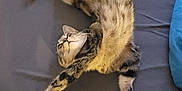 Moon a rejoint le concours — aidez-le/la à gagner de superbes lots ! cat, tabby, stretching, bed, sheet, gray, paw, feline, pet, indoor, curious, cozy, towel, blue_bedding, relaxed, animal, whiskers, fur, sleeping_area, domestic