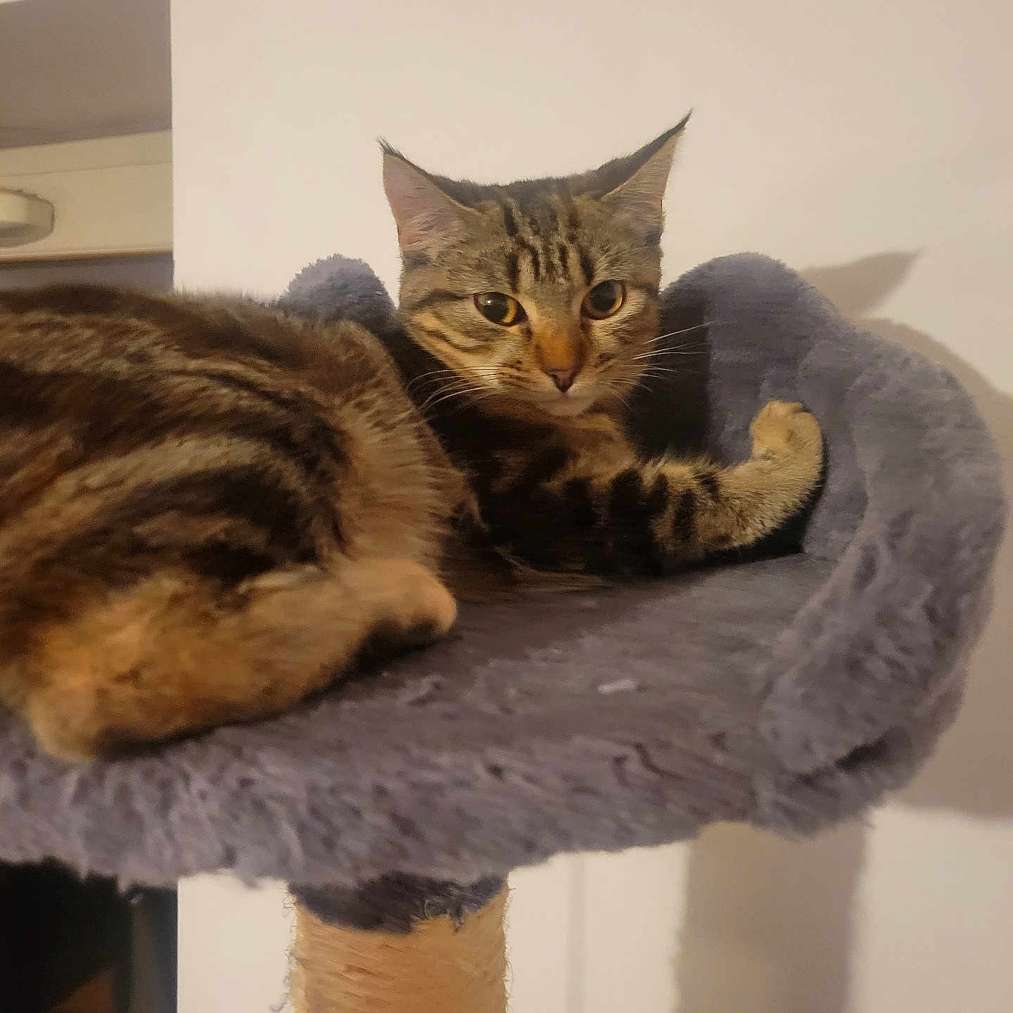 Moon a rejoint le concours — aidez-le/la à gagner de superbes lots ! animal, cat, cat_tree, claws, closeup, curious, cute, domestic_animal, ears, feline, fur, furniture, household, indoor, mammal, perch, pet, resting, tabby, whiskers