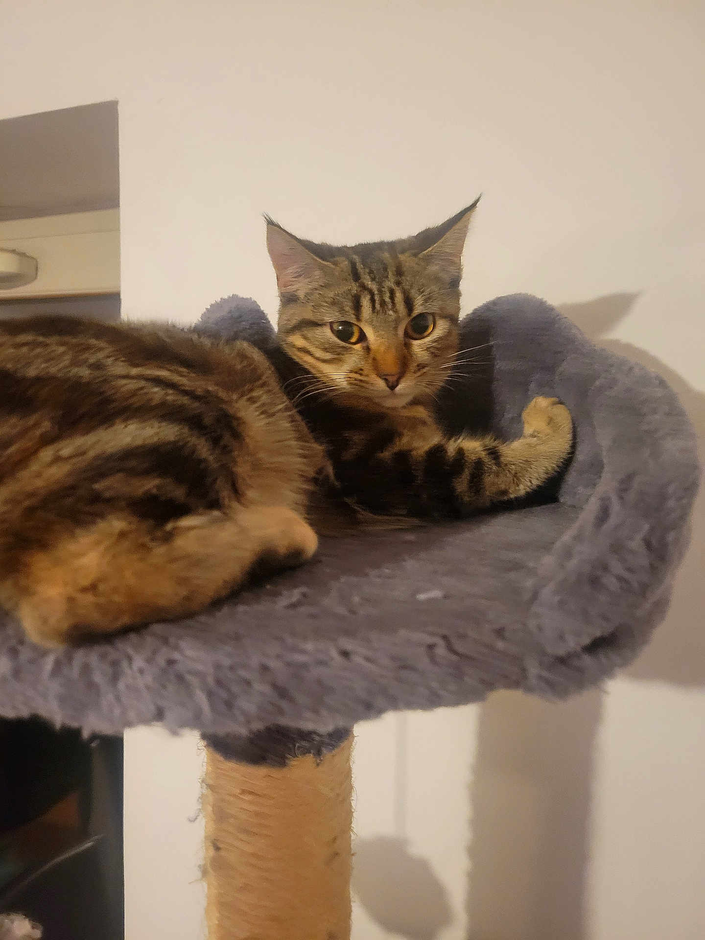 Moon a rejoint le concours — aidez-le/la à gagner de superbes lots ! cat, tabby, pet, feline, indoor, cat_tree, fur, animal, resting, perch, curious, whiskers, ears, claws, domestic_animal, cute, mammal, furniture, closeup, household