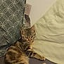 Moon participe au concours pour gagner de l'argent avec cette photo : cat, tabby, couch, indoor, pillow, furniture, pet, animal, striped, relaxing, domestic_cat, feline, cozy, resting, looking, whiskers, ears, soft_lighting, home, curious