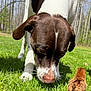 dog, chick, grass, outdoor, animal, curious, brown_and_white, nature, spring, sunlight, pet, small_bird, field, closeup, sniffing, wildlife, feathers, canine, young_bird, greenery