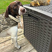 Riot joined the competition — help win amazing prizes! dog, animal, canine, mammal, pet, outdoor, wooden_deck, jacket, camo, squirrel, furry, brown, white, storage_box, nature, grass, leaf, daylight, closeup, curious