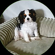Austin participe au concours pour gagner de l'argent avec cette photo : puppy, dog, pet, cushion, fur, cute, indoor, cozy, small_dog, sitting, white, black, brown, animal, portrait, face, ears, nose, paw, expression