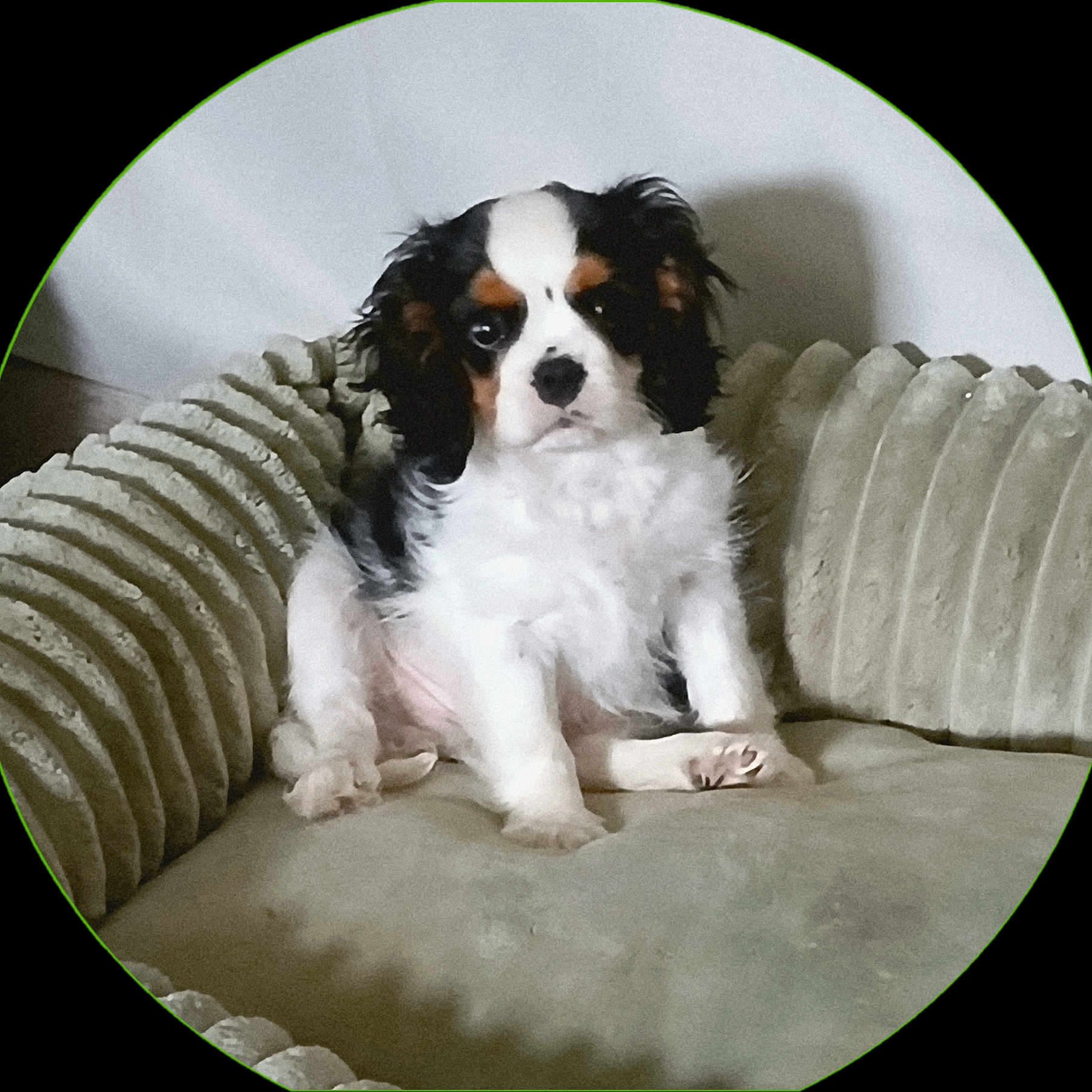 Austin participe au concours pour gagner de l'argent avec cette photo : animal, black, brown, cozy, cushion, cute, dog, ears, expression, face, fur, indoor, nose, paw, pet, portrait, puppy, sitting, small_dog, white