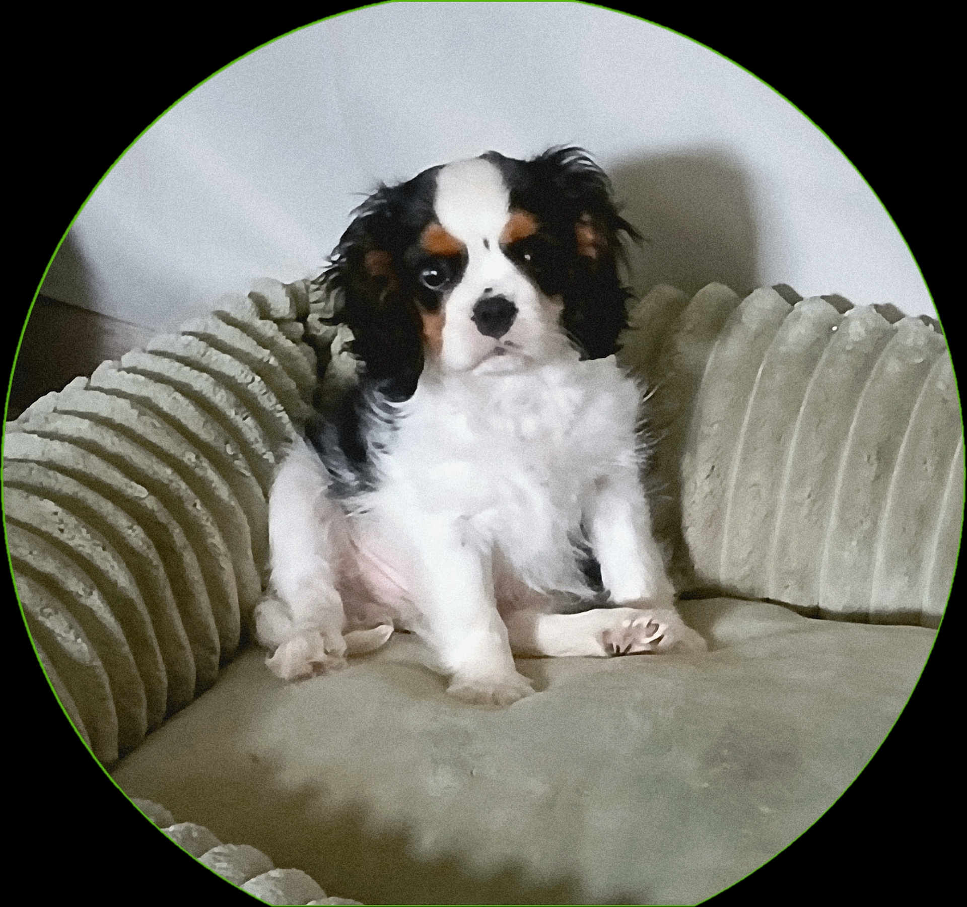 Austin participe au concours pour gagner de l'argent avec cette photo : puppy, dog, pet, cushion, fur, cute, indoor, cozy, small_dog, sitting, white, black, brown, animal, portrait, face, ears, nose, paw, expression