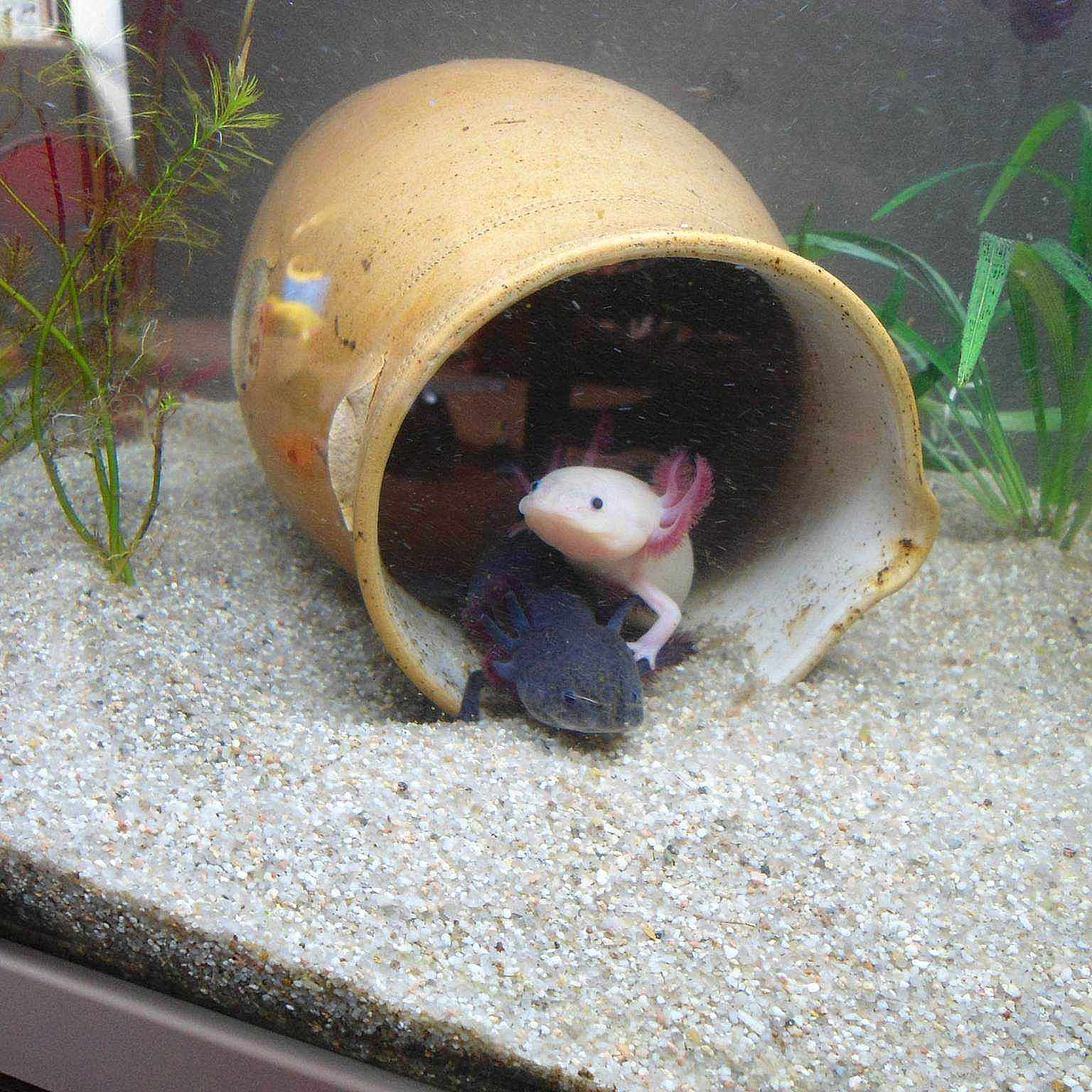 Chamallow Et Réglisse