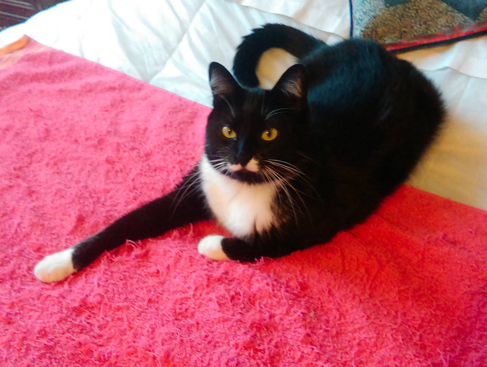 Jujott a rejoint le concours — aidez-le/la à gagner de superbes lots ! black_cat, box, carmine, carnivore, cat, cat_supply, comfort, domestic_short_haired_cat, felidae, flooring, fur, hardwood, linens, paw, pet_supply, small_to_medium_sized_cats, snout, tail, whiskers, wood