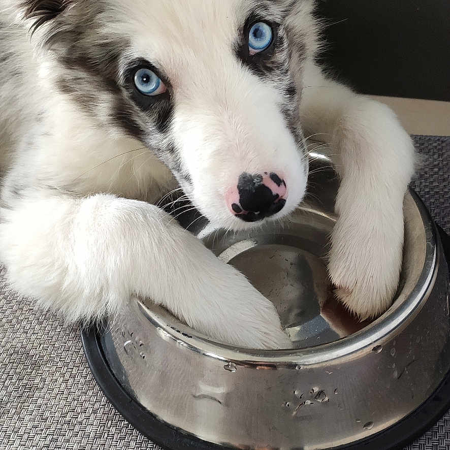 Atrèus a rejoint le concours — aidez-le/la à gagner de superbes lots ! alloywheel, animal, canine, car, carwheel, cat, cockerspaniel, collie, dog, eskimodog, hound, husky, kitten, machine, papillon, pet, puppy, spoke, terrier, whitedog