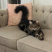 Gracie is registered to the contest to win money with this photo: cat, tabby, fluffy, pet, couch, living_room, pillow, furniture, indoor, relaxed, fur, tail, window, curtain, home, cozy, animal, whiskers, ears, resting