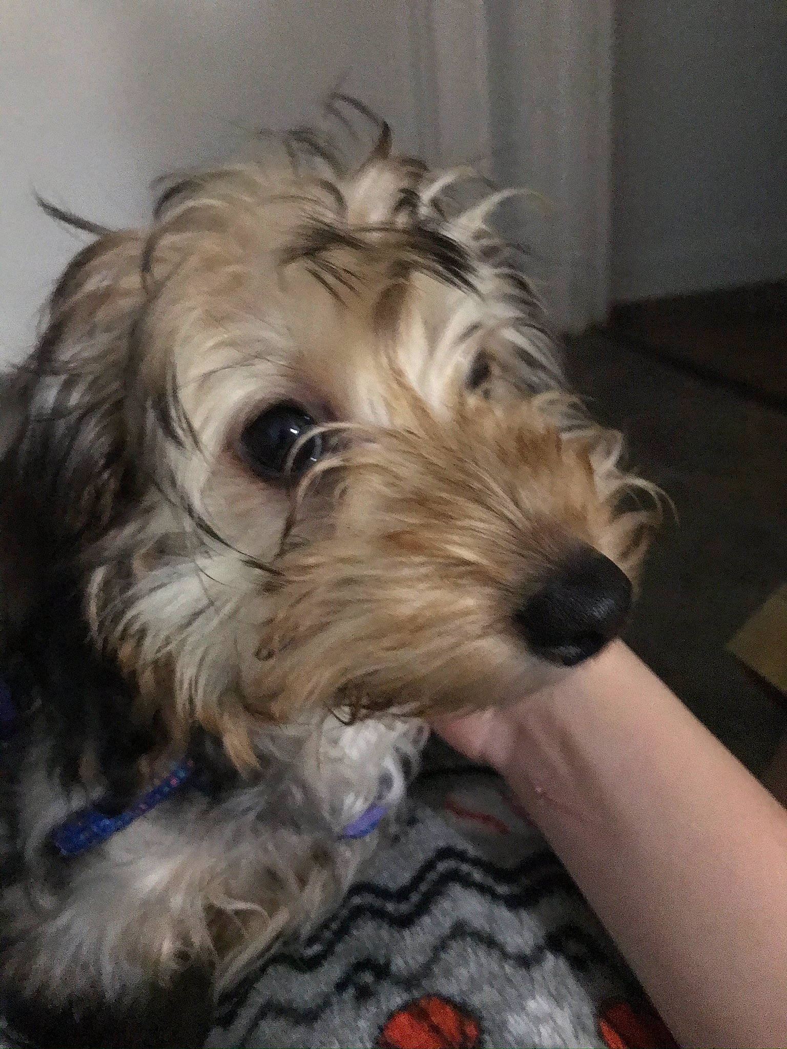 Chicken is registered to the contest to win money with this photo: canidae, carnivore, companion_dog, dog, dog_breed, glen_of_imaal_terrier, mammal, miniature_schnauzer, petit_basset_griffon_vendeen, puppy, rare_breed_dog, schnauzer, schnoodle, sealyham_terrier, small_terrier, snout, sporting_group, sporting_lucas_terrier, terrier, vertebrate