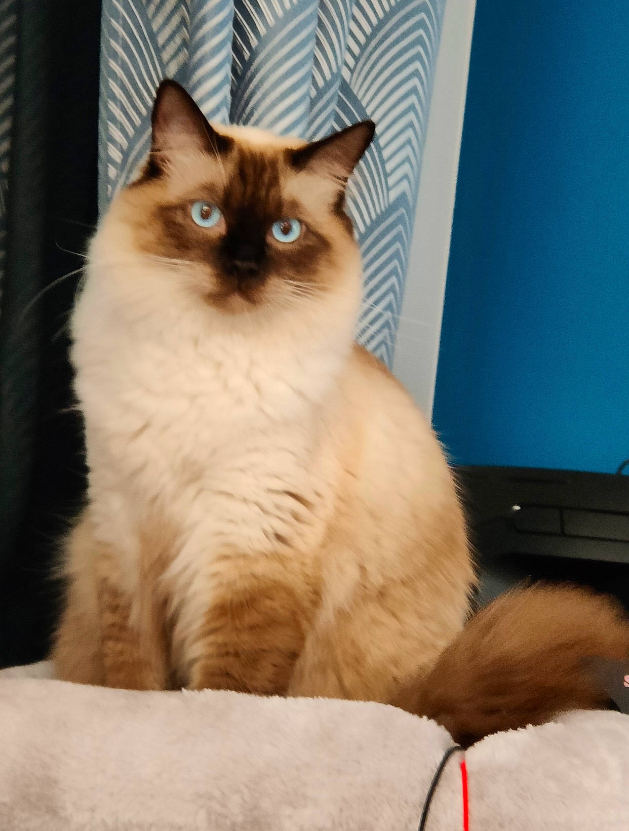 Saphyr a rejoint le concours — aidez-le/la à gagner de superbes lots ! balinese, birman, carnivore, cat, door, fawn, felidae, fur, ragdoll, siamese, small_to_medium_sized_cats, snout, tail, terrestrial_animal, thai, whiskers, window