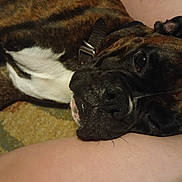 Tucker is registered to the contest to win money with this photo: affectionate, brindle, carpet, chest, close_up, collar, companion, cozy, dog, domestic_animal, eye, human_leg, indoor, muzzle, nose, pet, portrait, resting, sleepy, whiskers