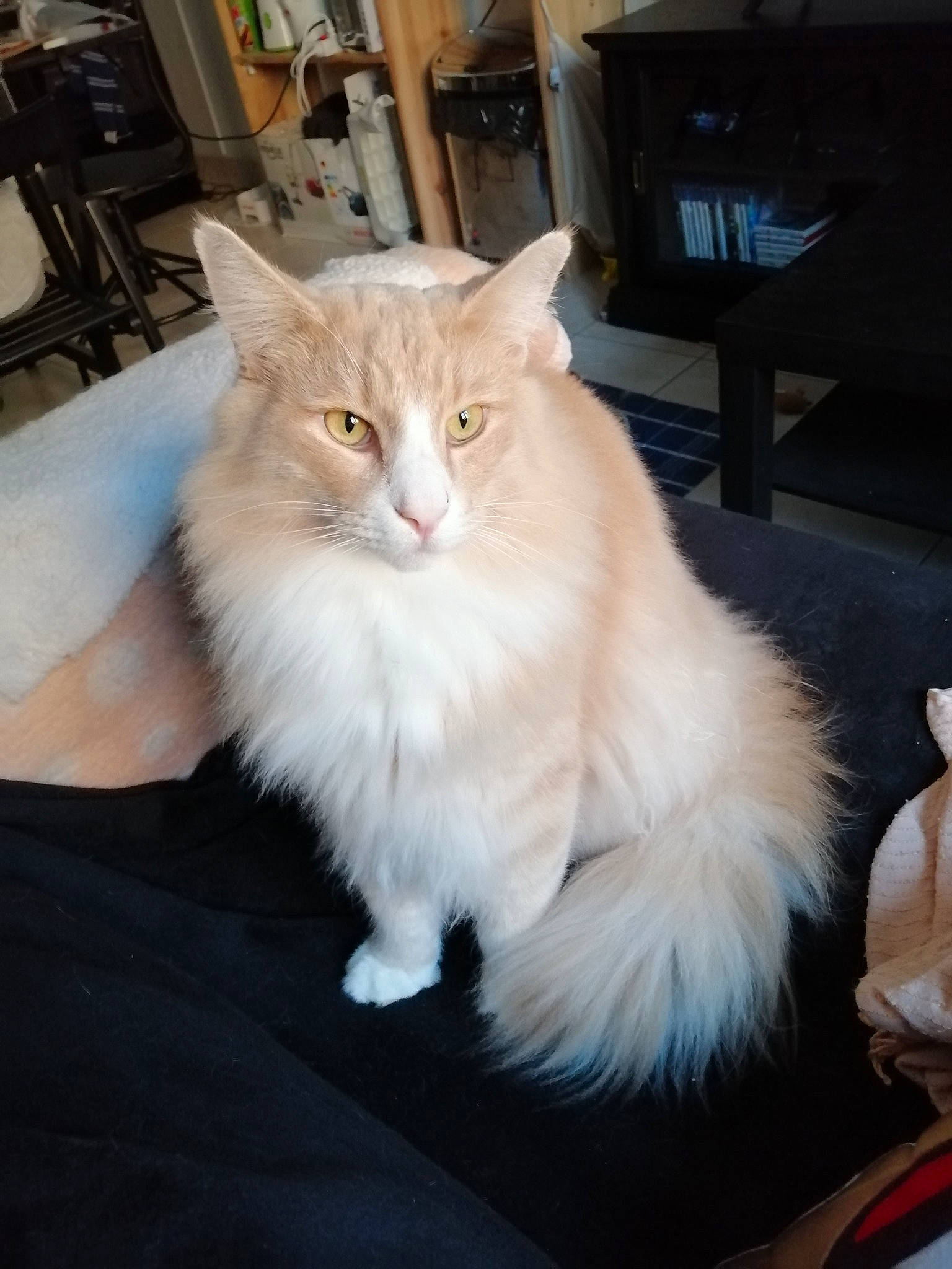 Neko participe au concours pour gagner de l'argent avec cette photo : british_longhair, carnivore, cat, claw, eye, felidae, fur, hardwood, paw, picture_frame, sitting, small_to_medium_sized_cats, snout, tail, whiskers, wood