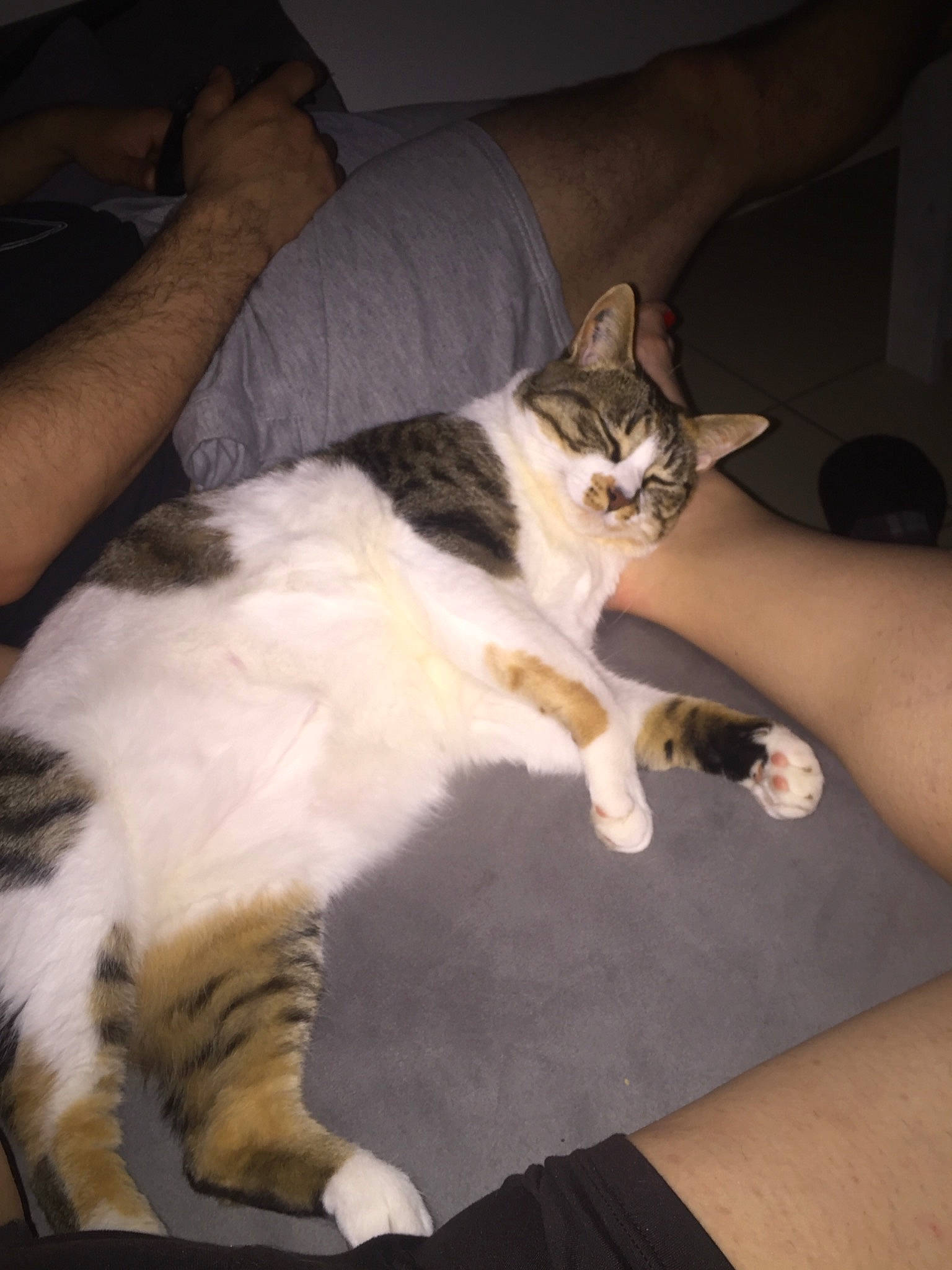 Melba participe au concours pour gagner de l'argent avec cette photo : aegean_cat, carnivore, cat, domestic_long_haired_cat, domestic_short_haired_cat, european_shorthair, fawn, felidae, fur, kitten, leg, mammal, norwegian_forest_cat, polydactyl_cat, small_to_medium_sized_cats, tail, whiskers