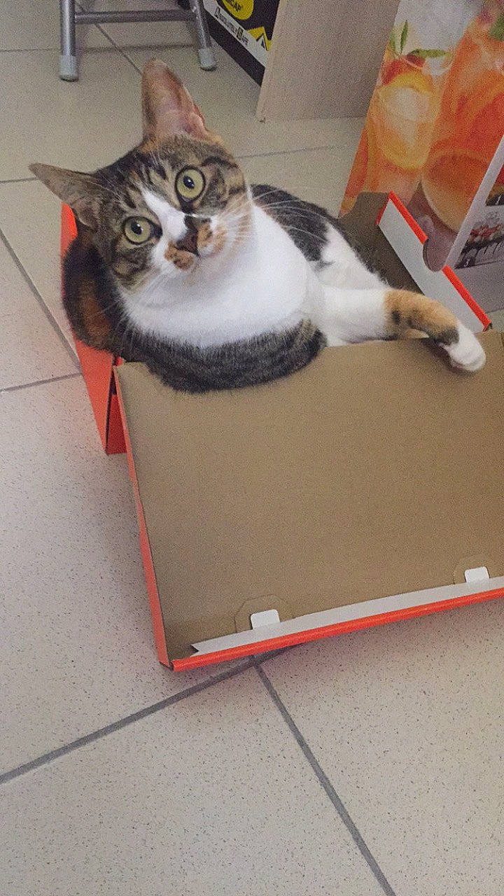Melba participe au concours pour gagner de l'argent avec cette photo : aegean_cat, american_wirehair, box, cardboard, carnivore, cat, domestic_short_haired_cat, european_shorthair, felidae, paw, small_to_medium_sized_cats, tail, whiskers