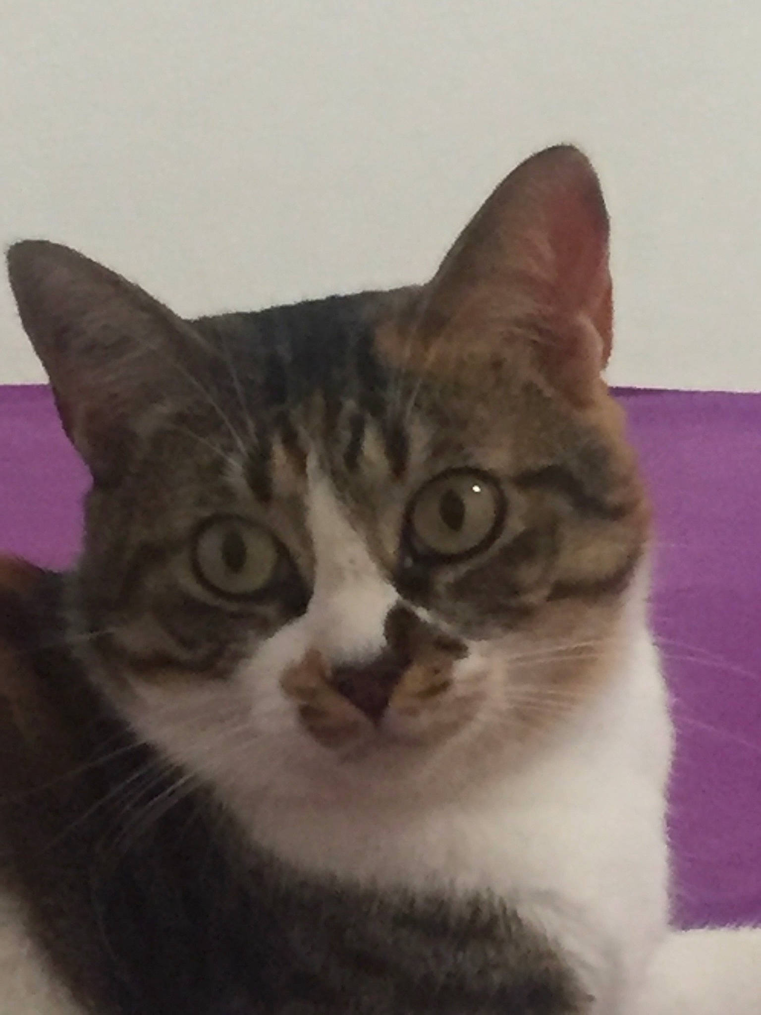 Melba participe au concours pour gagner de l'argent avec cette photo : aegean_cat, american_shorthair, american_wirehair, asian, australian_mist, carnivore, cat, domestic_short_haired_cat, european_shorthair, felidae, kitten, mammal, small_to_medium_sized_cats, snout, tabby_cat, vertebrate, whiskers