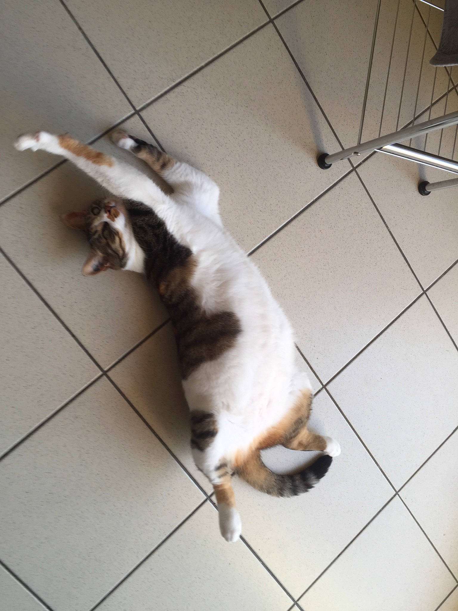 Melba participe au concours pour gagner de l'argent avec cette photo : canidae, carnivore, cat, dog, dog_breed, fawn, felidae, floor, small_to_medium_sized_cats, sporting_group, tail, whiskers