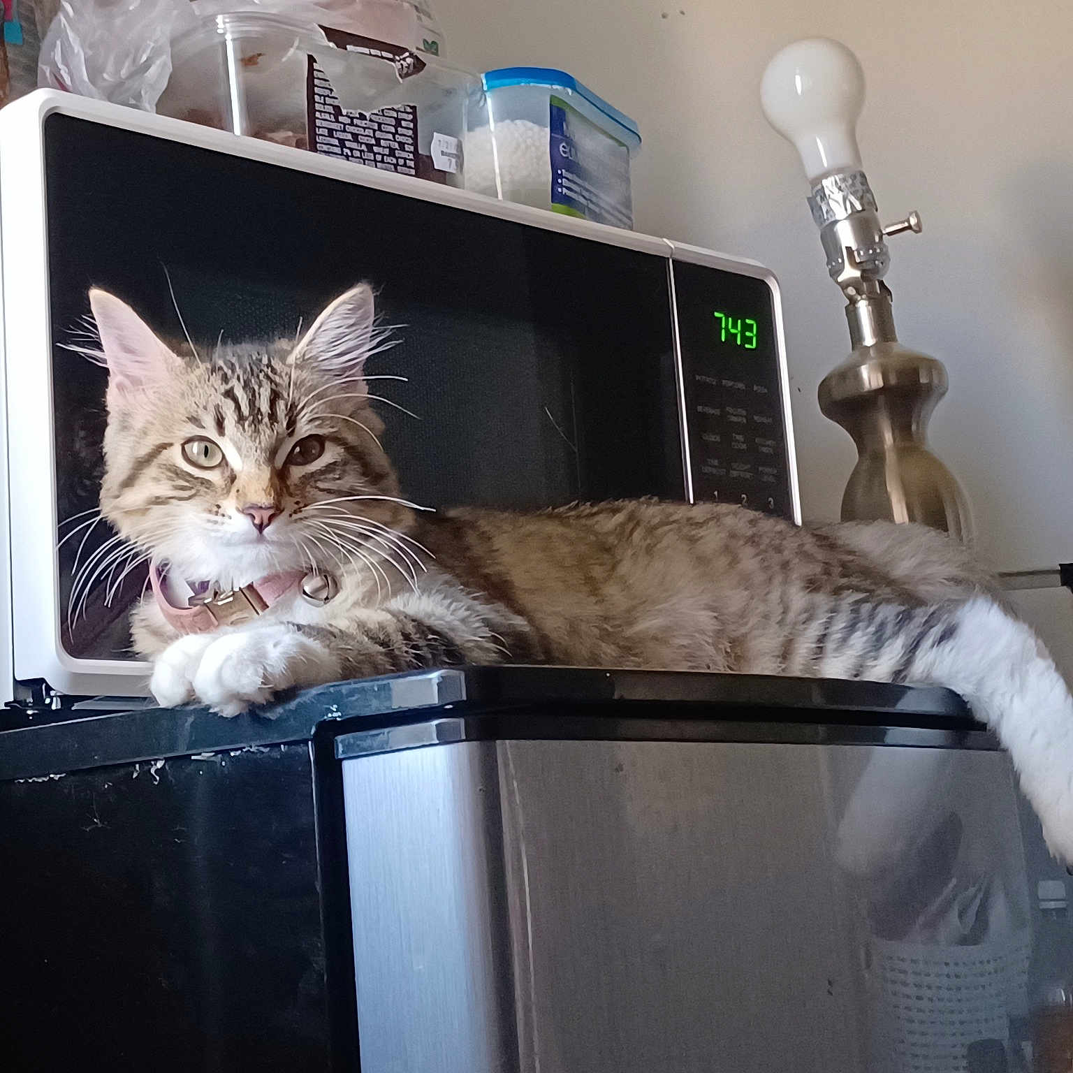 Trinity joined the competition — help win amazing prizes! bed, box, carnivore, cat, comfort, desktop_computer, display_device, domestic_short_haired_cat, electronic_device, felidae, fur, home_appliance, lamp, major_appliance, metal, room, small_to_medium_sized_cats, tail, television_set, whiskers