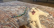 Chloe joined the competition — help win amazing prizes! cat, yawning, toy, plush_toy, squirrel_toy, wand_toy, rug, floor, indoor, pet, feline, stretching, cozy, living_room, wood_floor, playful, domestic_animal, fur, whiskers, mouth_open