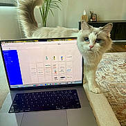 Chloe is registered to the contest to win money with this photo: cat, laptop, living_room, couch, plant, rug, technology, feline, blue_eyes, tail, indoor, curious, pet, computer, keyboard, screen, home, furniture, cozy, technology_use