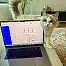 cat, laptop, living_room, couch, plant, rug, technology, feline, blue_eyes, tail, indoor, curious, pet, computer, keyboard, screen, home, furniture, cozy, technology_use