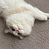 Chloe joined the competition — help win amazing prizes! cat, fluffy, white, blue_eyes, carpet, mirror, indoor, pet, relaxed, cute, upside_down, feline, whiskers, pink_nose, fur, laying, home, cozy, animal, soft