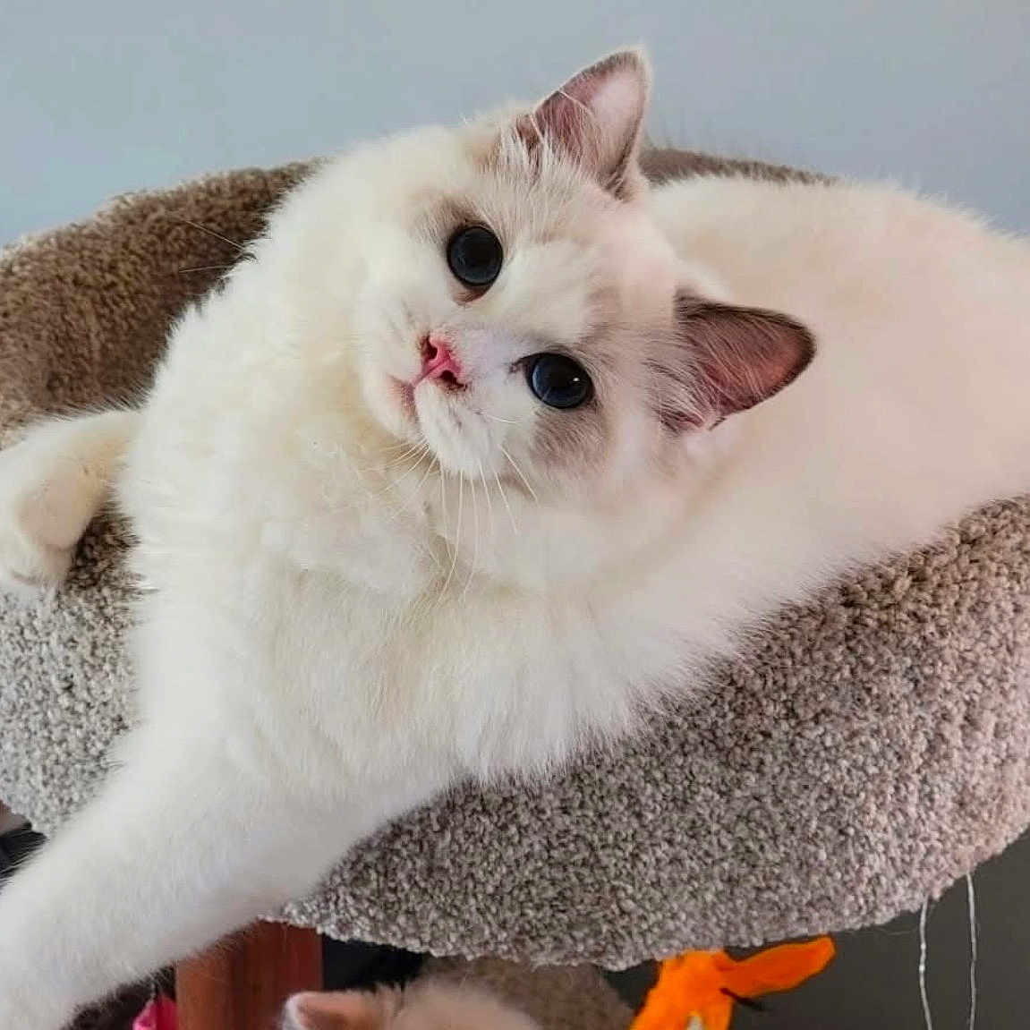 Chloe