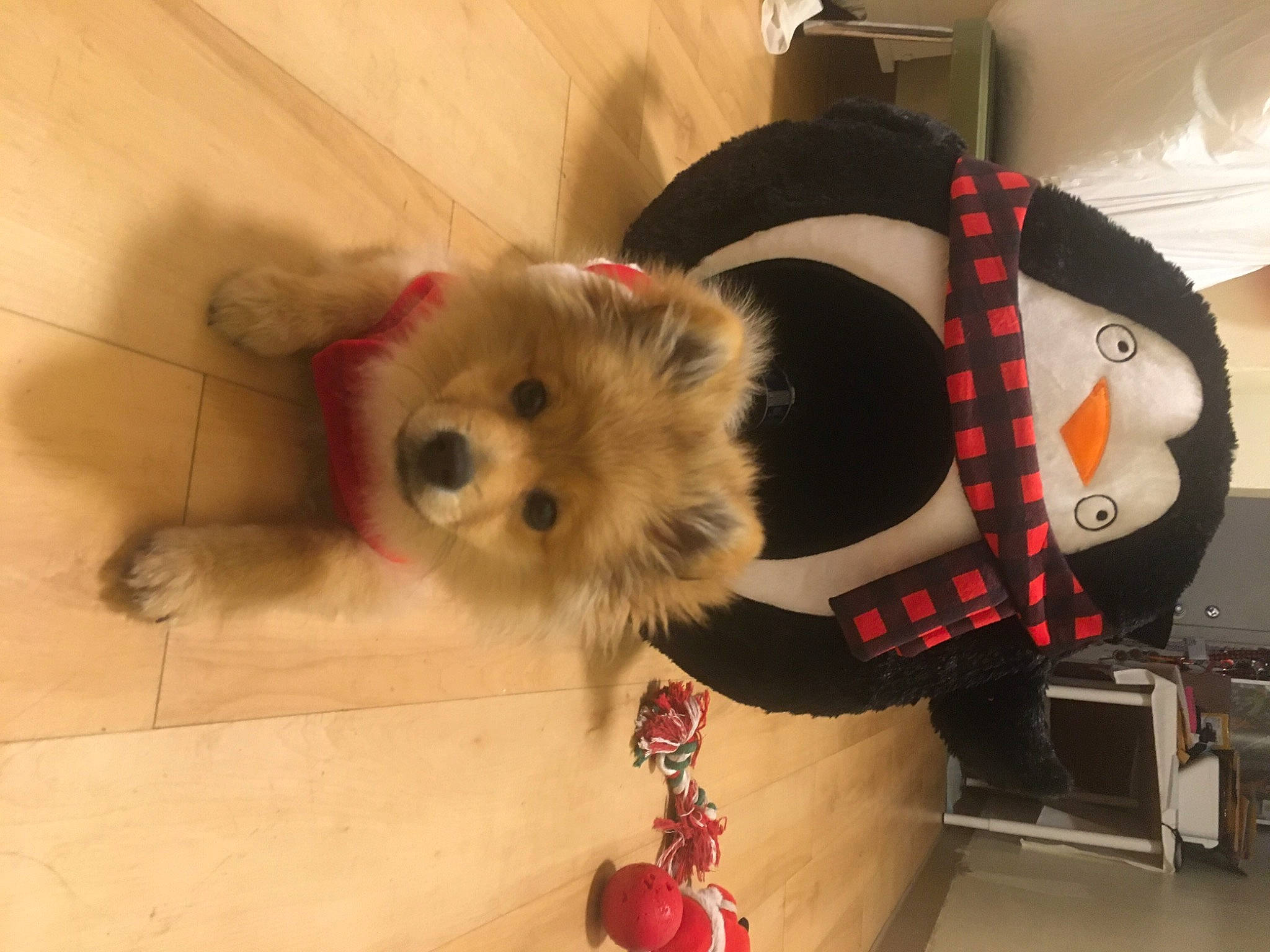 Simba is registered to the contest to win money with this photo: canidae, carnivore, collar, companion_dog, dog, dog_breed, dog_clothes, dog_supply, fashion_accessory, fawn, flooring, fur, pet_supply, small_terrier, snout, sporting_group, terrier, toy, toy_dog, working_animal