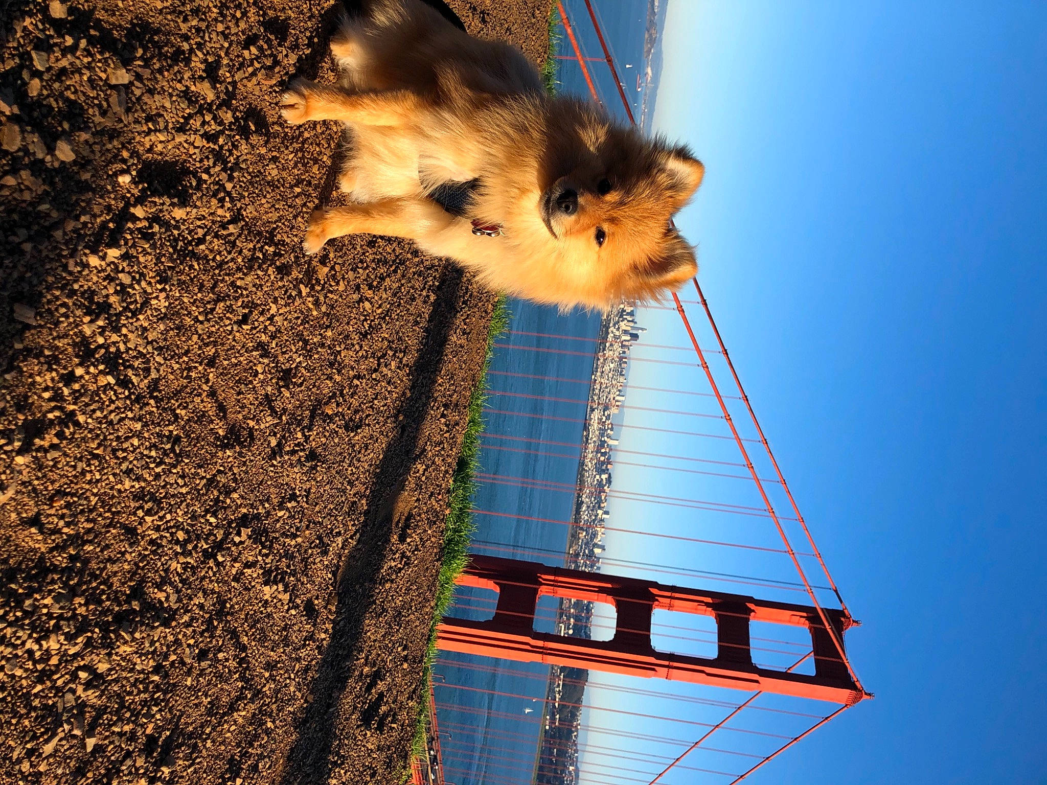 Simba is registered to the contest to win money with this photo: azure, carnivore, cat, cloud, domestic_short_haired_cat, electric_blue, felidae, light, line, sky, small_to_medium_sized_cats, sunlight, tail, tints_and_shades, tree, water, wheel, whiskers, window, wood