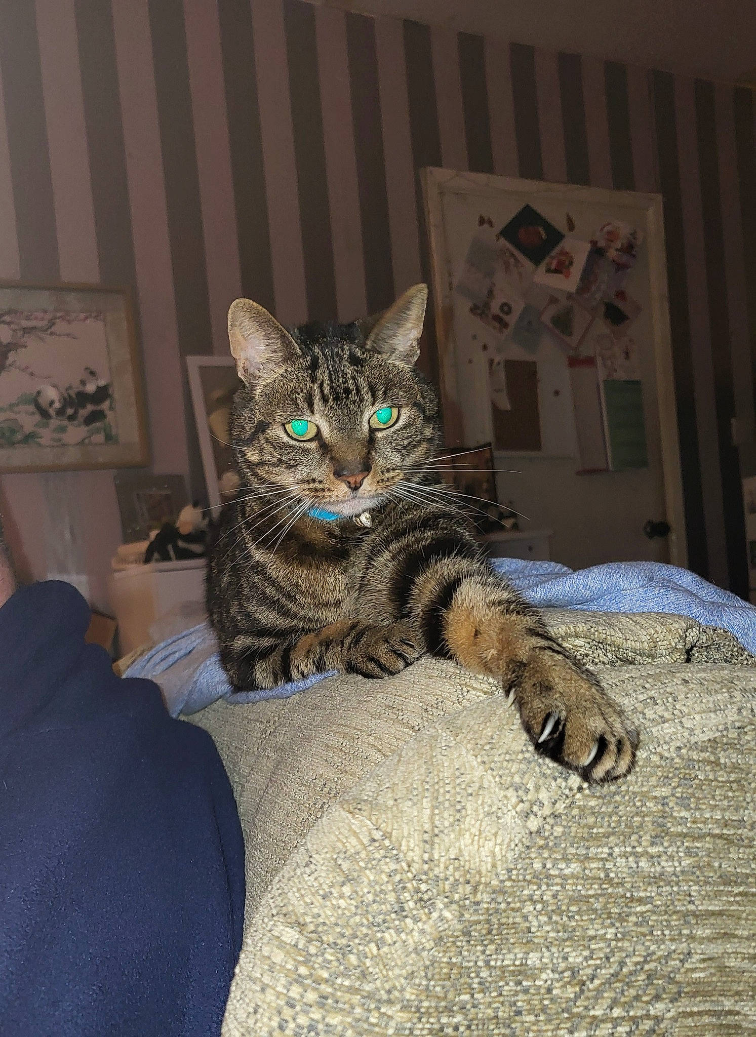 Littleman joined the competition — help win amazing prizes! bed, bedding, carnivore, cat, claw, comfort, domestic_short_haired_cat, door, felidae, flooring, fur, grey, linens, sitting, small_to_medium_sized_cats, snout, tail, terrestrial_animal, tree, whiskers