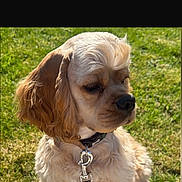 Stanley is registered to the contest to win money with this photo: dog, pet, grass, outdoor, sunlight, collar, leash, cute, fluffy, brown, fur, canine, animal, nature, portrait, side_view, calm, daytime, muzzle, ears
