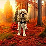 Stanley joined the competition — help win amazing prizes! dog, bow_tie, autumn, forest, trees, leaves, nature, outdoor, fall, canine, pet, animal, woodland, scenery, seasonal, orange, red, green, grass, sunlight